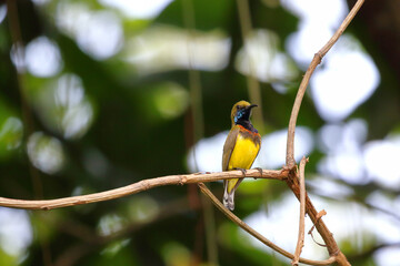 Yellow guinea bird in rain forest, Thailand