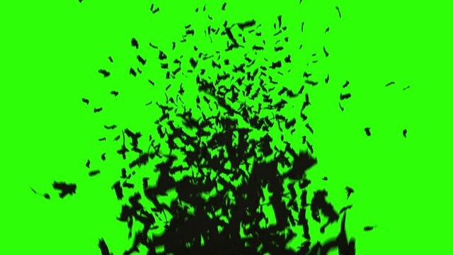 flock of bats. flock of birds. mystical halloween concept. green screen footage