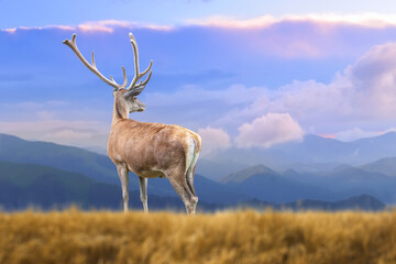 Deer on mountain background in summer time