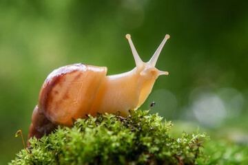 Giant snail (Achatina fulica) crawling on green moss