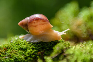 Giant snail (Achatina fulica) crawling on green moss © byrdyak
