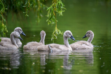 Five ygnets on summer day in calm water. Bird in the nature habitat