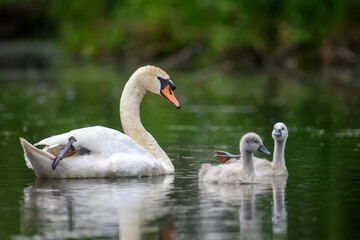 Mute swan Cygnus olor with baby. Cygnets on summer day in calm water. Bird in the nature habitat