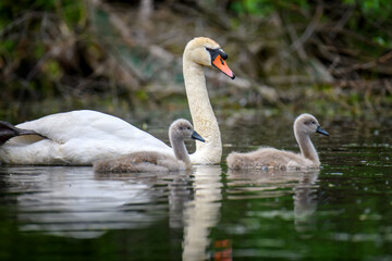 Mute swan Cygnus olor with baby. Cygnets on summer day in calm water. Bird in the nature habitat