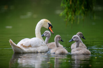 Mute swan Cygnus olor with baby. Cygnets on summer day in calm water. Bird in the nature habitat