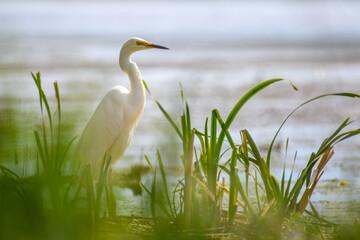 White heron, Great Egret. Water bird in the nature habitat. Wildlife scene