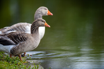 Geese on the shore river in the springtime