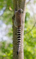 Ring tailed lemur (Lemur catta)