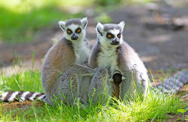 Ring-tailed lemur with a baby