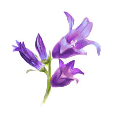 Fototapeta na wymiar Watercolor illustration of purple bells on a white background..Beautiful Botanical illustration. blue flowers for design and decoration, books. Campanula, hand drawing.