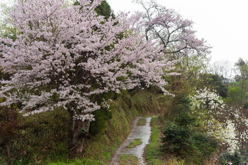 坂道の歩道の横で咲く桜