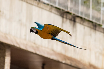 Guacamayas en Caracas 30