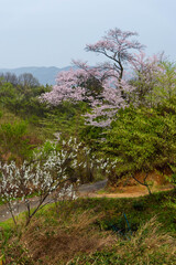 小高い丘の上で咲く桜