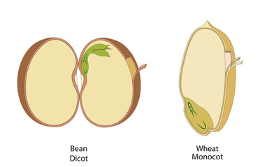 The structure of the seed in dicots and monocots - obrazy, fototapety, plakaty