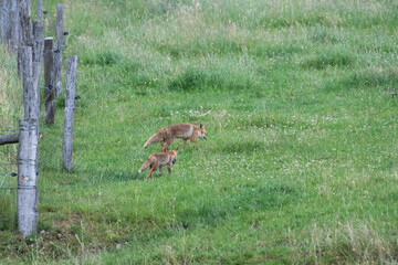 mother and baby fox walking through meadow
