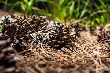 Fir or pine cones fallen on the forest fir cone needles floor. Nature forest Marry Christmas background. Selective focus