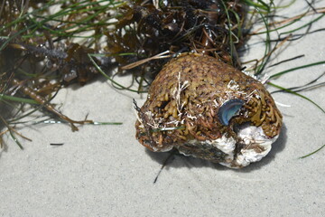 seaweed