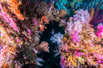 Naklejka na ściany i meble カラフルなソフトコーラルに覆われた人工魚礁。三重県尾鷲市