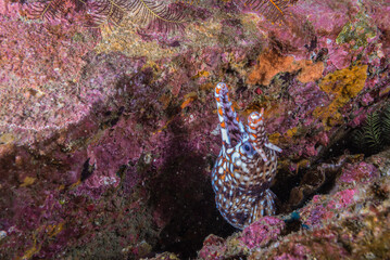 岩の間から威嚇するトラウツボ、Enchelycore pardalis (Temminck & Schlegel,...