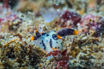 ツノザヤウミウシ、Thecacera picta Baba, 1972。三重県尾鷲市