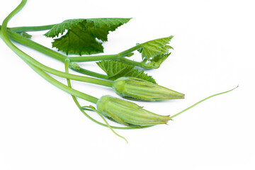 Pumpkin flowers and leaves isolated on white background.