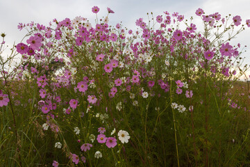 Lots of pink and white cosmos flowers