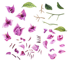 Details of bougaivillea.