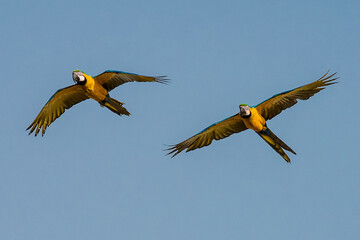Guacamayas en Caracas 21
