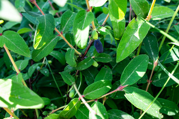 bush with honeysuckle in the garden, gardening and harvest