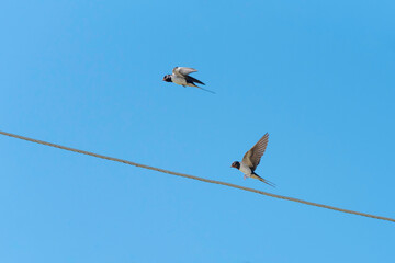 Barn swallows flying, Hirundo rustica, with blue sky as background. Flying together.
