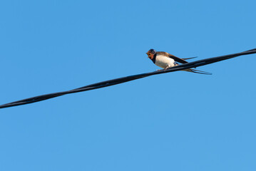 Barn swallow calling its chicken to fly, Hirundo rustica, with blue sky as background.