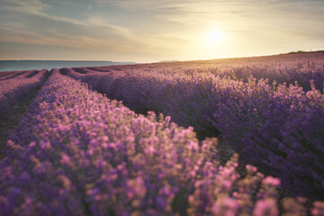 Meadow of lavender at sunrise.