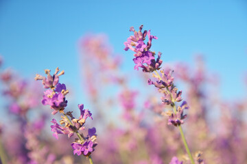 Lavender flowers closeup.