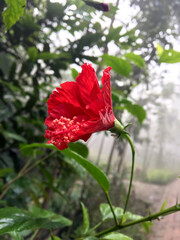 Beautiful floral red flower 