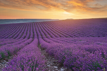 Meadow of lavender at sunrise.