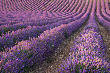 Naklejka na ściany i meble Texture of lavender meadow.