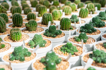 Close up of cactus in white pot in green house.