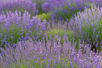 Obraz premium Lavender field in Provence, colorful landscape in spring 