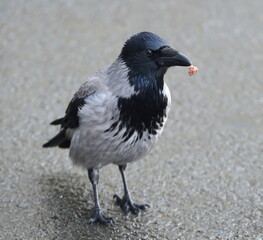 City crow on the asphalt with food in its beak