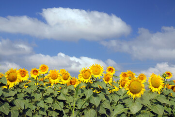 Sky above sunflowers