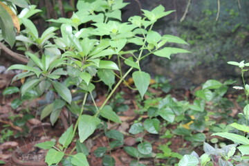green leaf