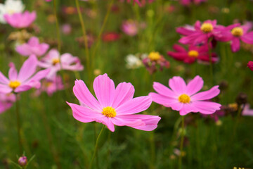 Obraz na płótnie Canvas Pink petals of Cosmos flower blooming in garden