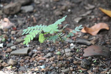 beuty of nature