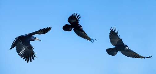 rook crow in flight against blue sky