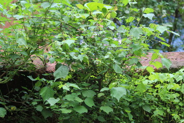 amazing green