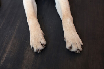 cute dog labrador puppy paw showing pads on wood floor background