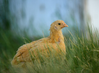 picture of a chicken in tall grass
