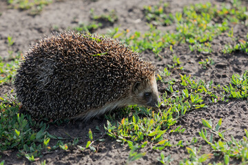 Wild, native hedgehog on green grass. Erinaceus europaeus.