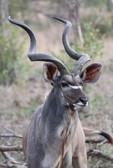 Kudu bull in Kruger National Park, South Africa #Lydenrusttours
