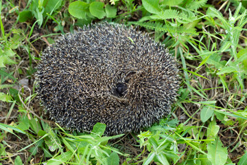 Close-up view of hedgehog ball defending himself in natural habitat outdoors.